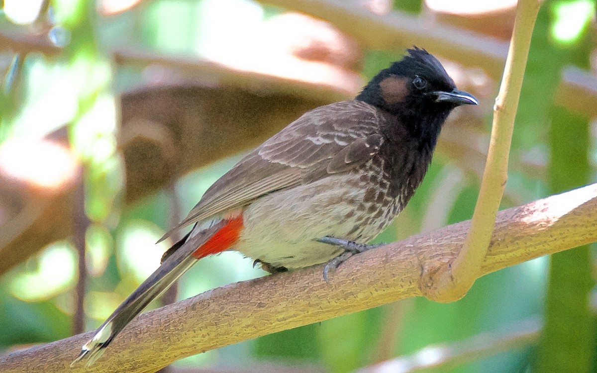 Red-vented Bulbul - ML647711068