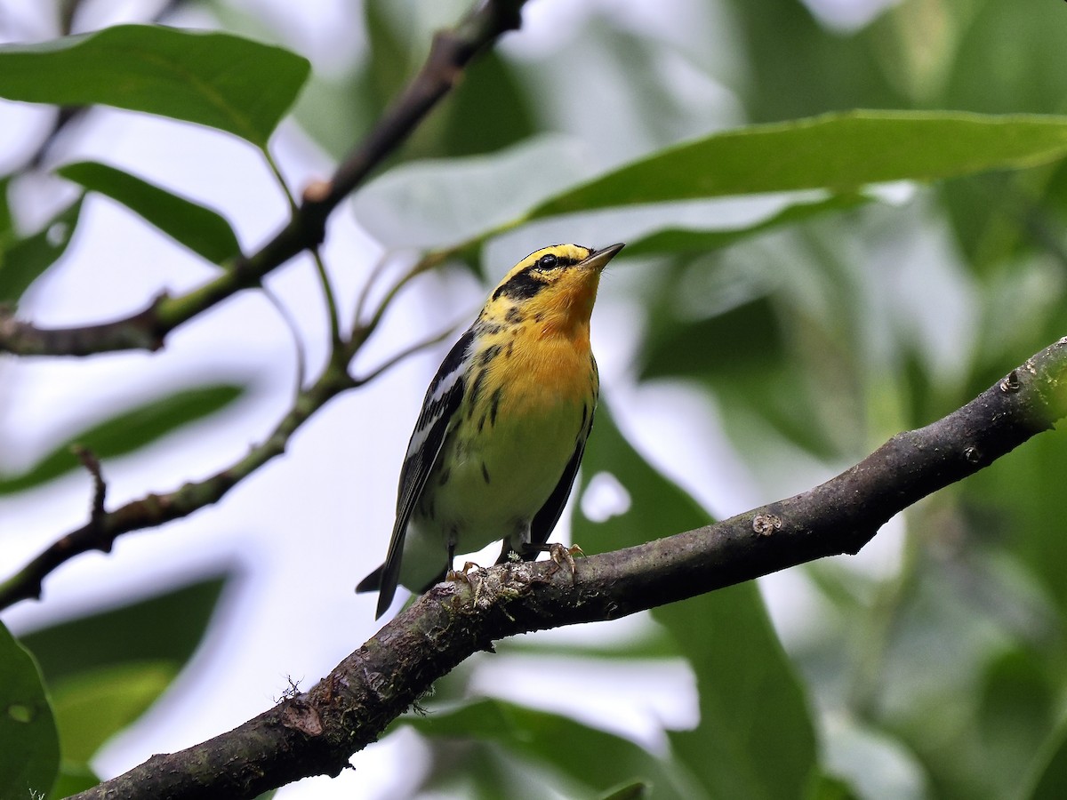 Blackburnian Warbler - ML647711081