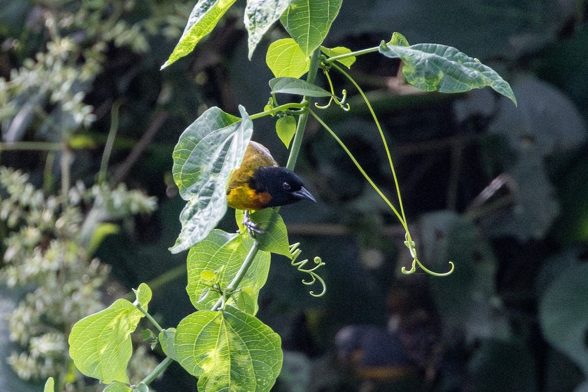 Strange Weaver - ML647711113