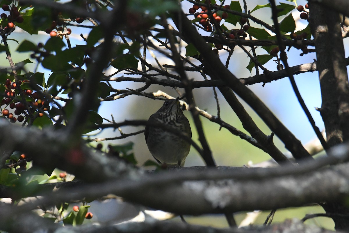 Grive à joues grises - ML647711115