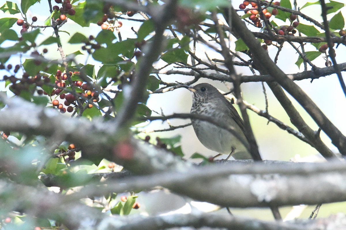 Grive à joues grises - ML647711116