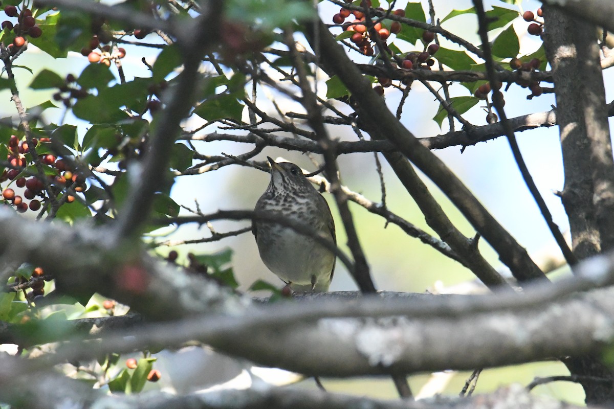 Grive à joues grises - ML647711117