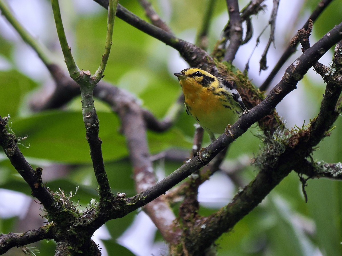 Blackburnian Warbler - ML647711145