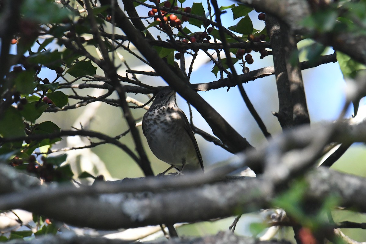 Grive à joues grises - ML647711153