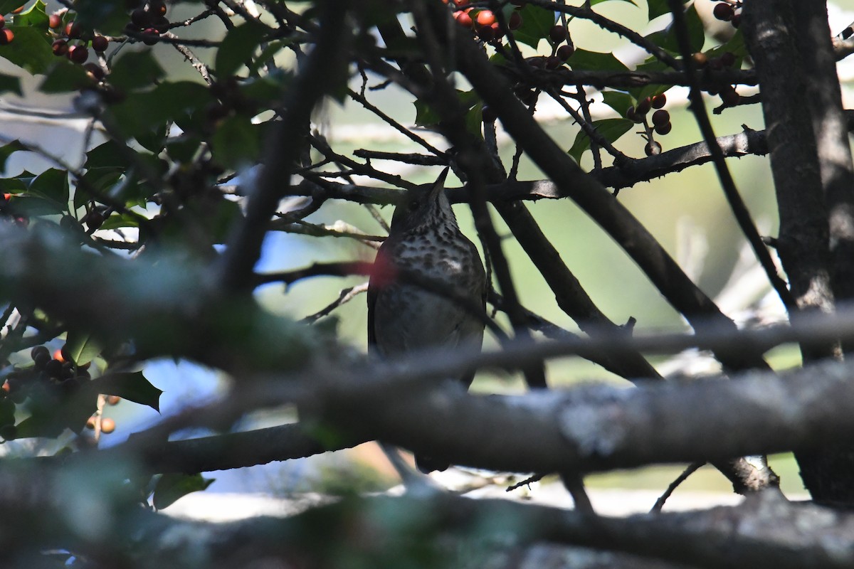 Grive à joues grises - ML647711154