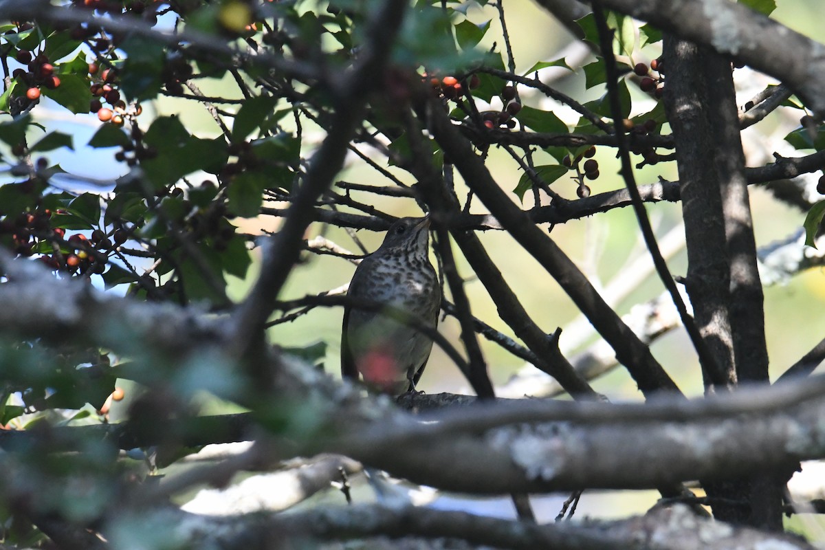 Grive à joues grises - ML647711155