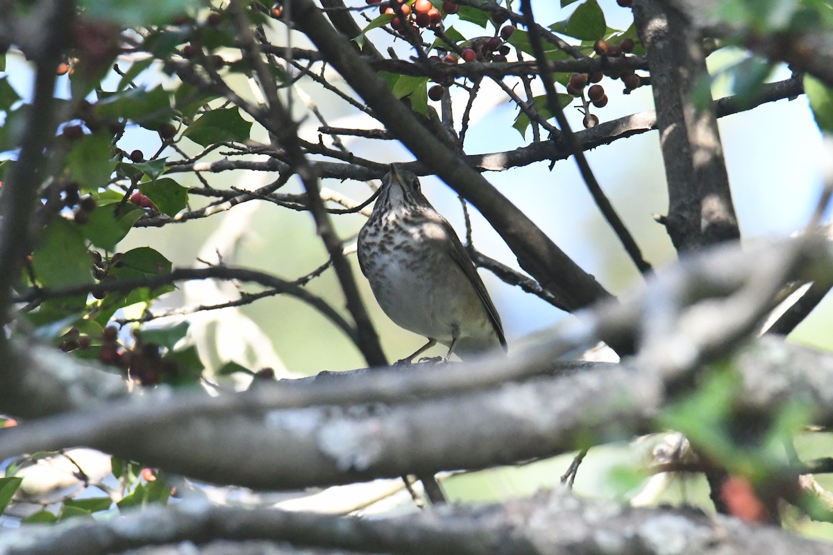 Grive à joues grises - ML647711156