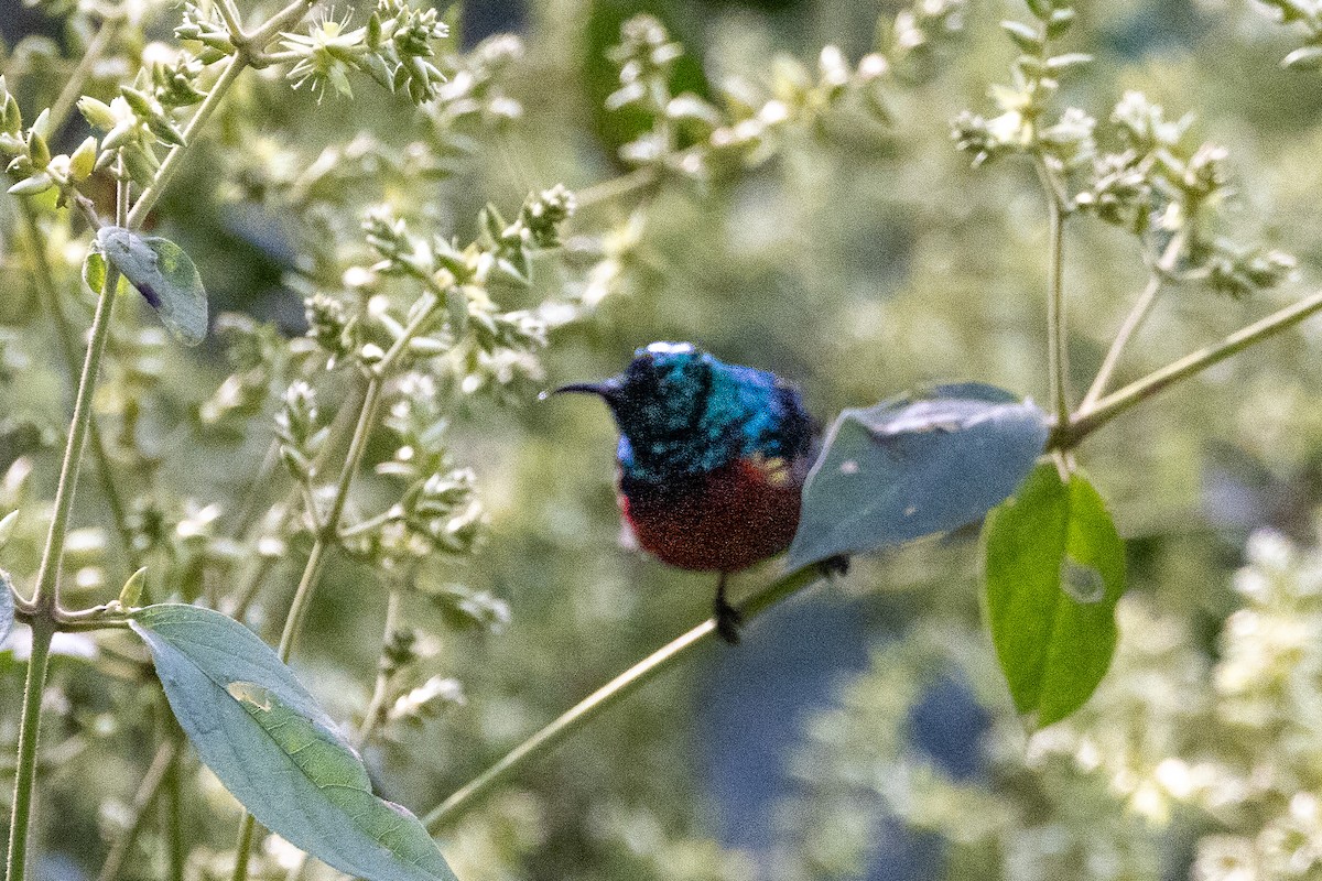 Northern Double-collared Sunbird (Eastern) - ML647711197