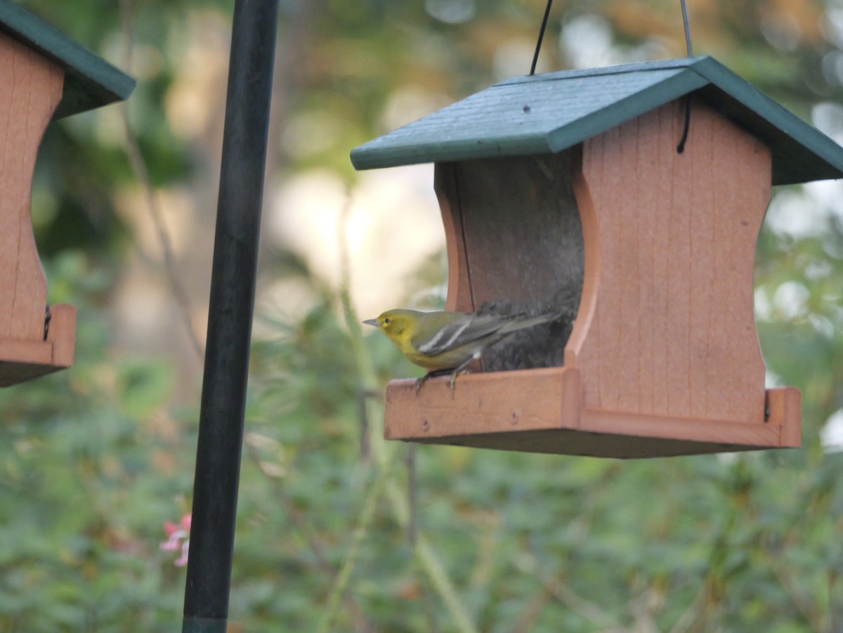 Kiefernwaldsänger - ML647711198