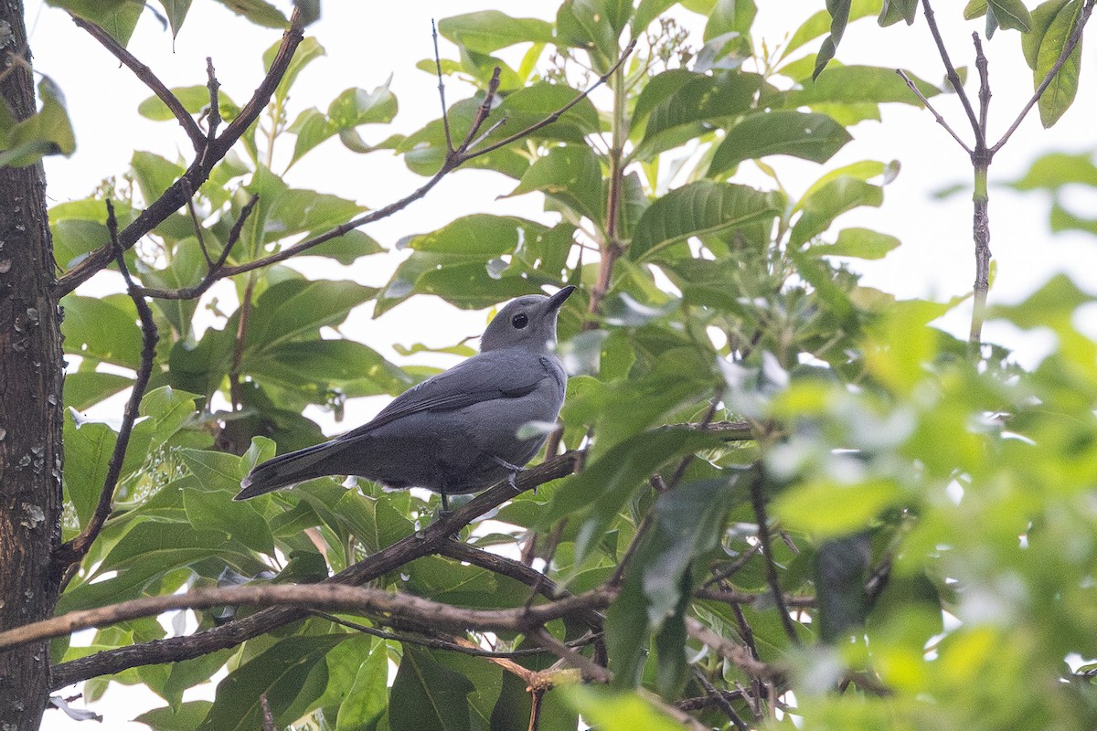 Gray Cuckooshrike - ML647711210
