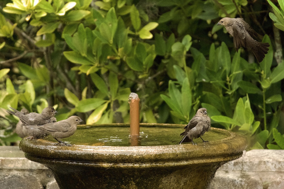 Brown-headed Cowbird - ML647711212