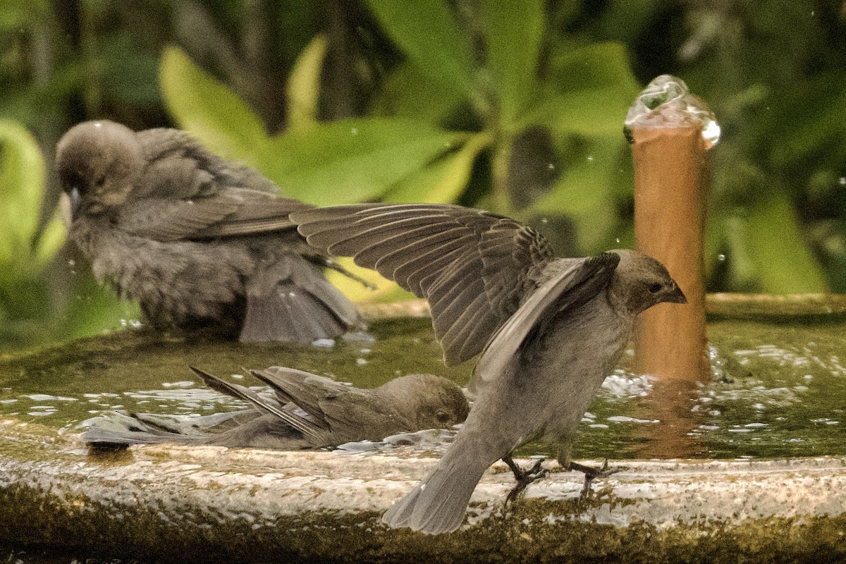 Brown-headed Cowbird - ML647711219