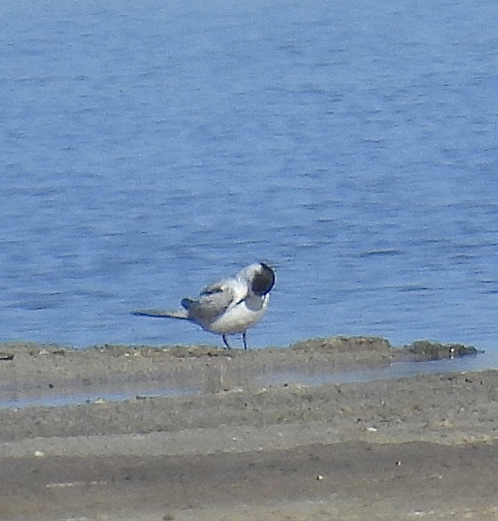 Common Tern - ML647711221