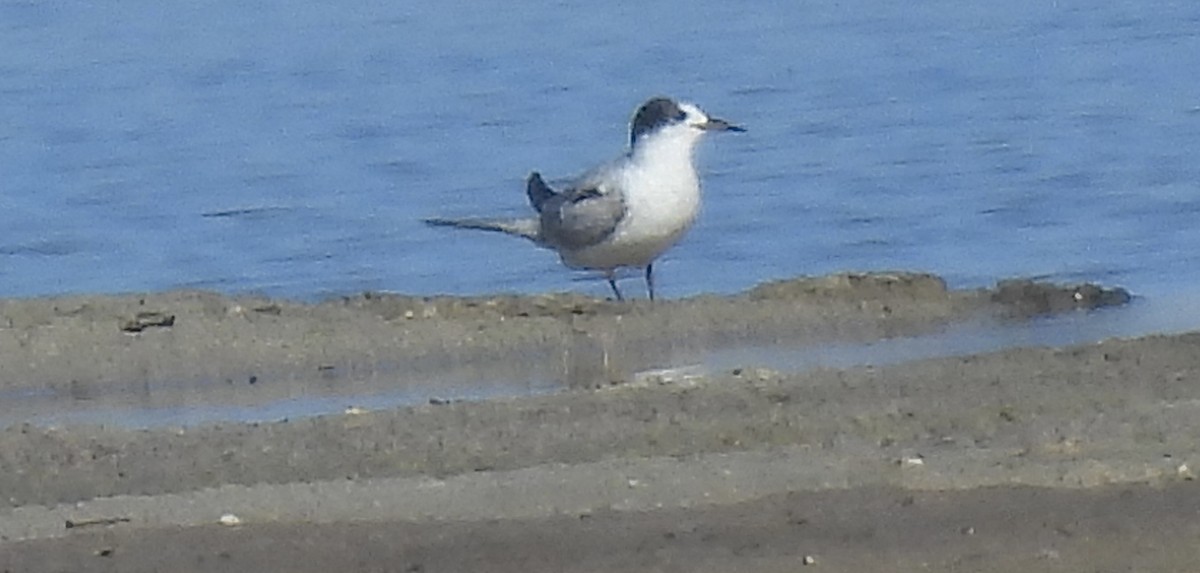 Common Tern - ML647711222