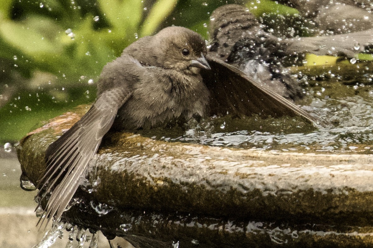Brown-headed Cowbird - ML647711227