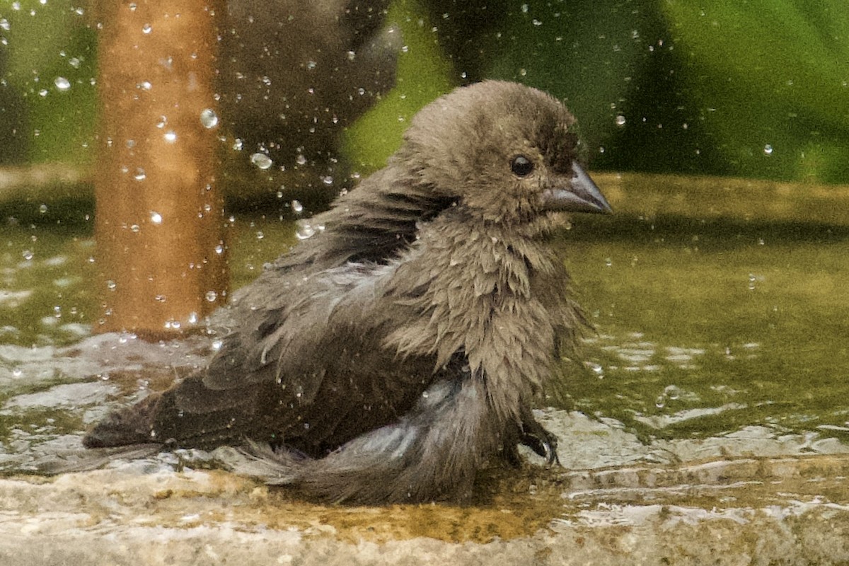 Brown-headed Cowbird - ML647711230