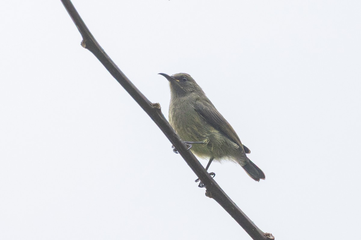 strdimil obojkový - ML647711236