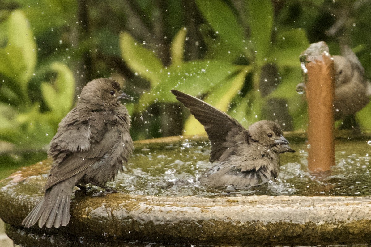 Brown-headed Cowbird - ML647711252