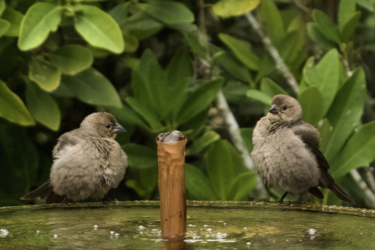 Brown-headed Cowbird - ML647711255