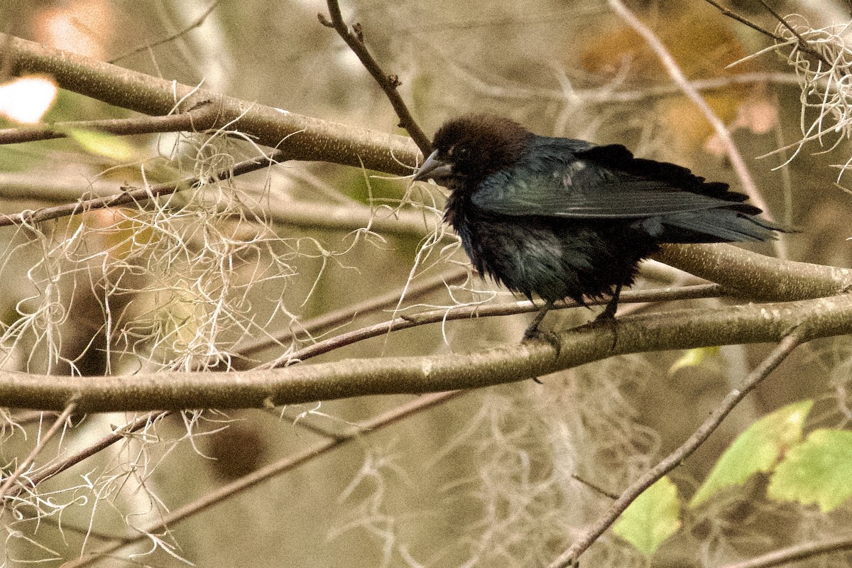 Brown-headed Cowbird - ML647711262