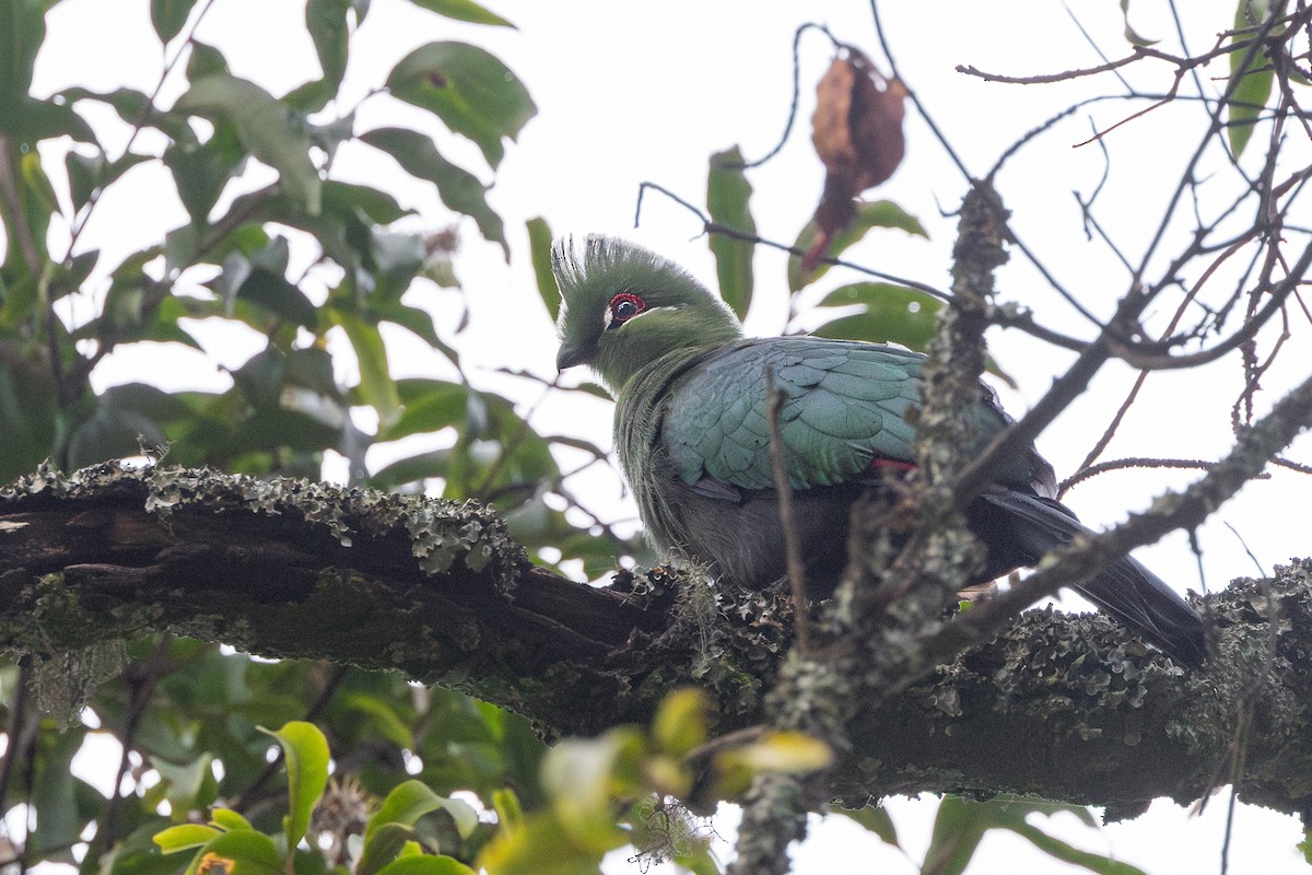 Touraco à bec noir (emini) - ML647711274