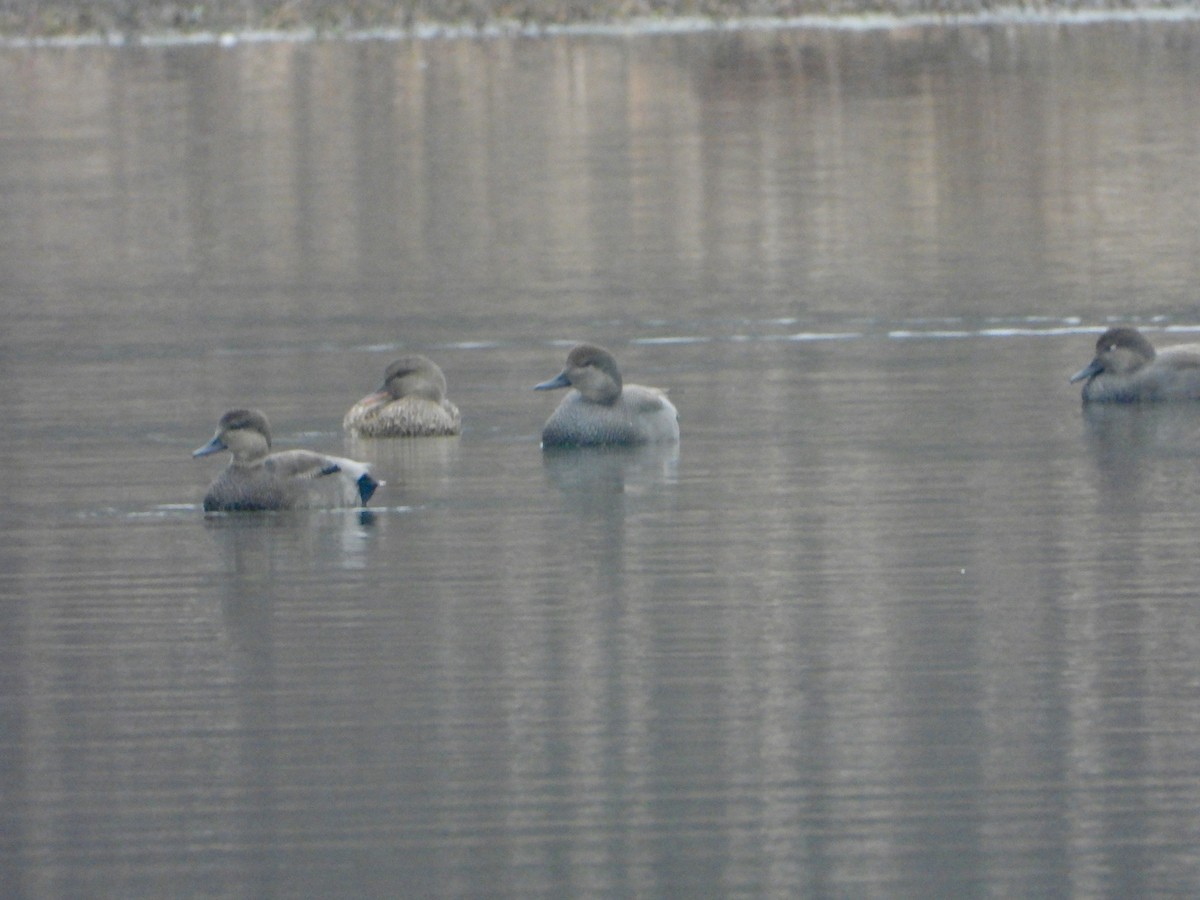 Boz Ördek - ML647711278