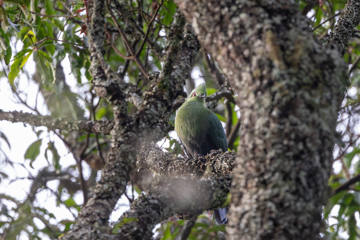 Touraco à bec noir (emini) - ML647711285