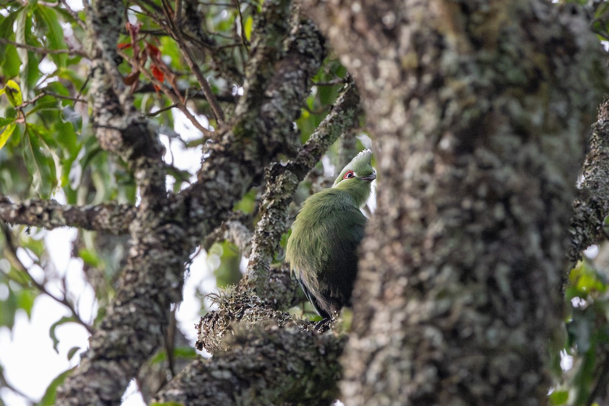 Touraco à bec noir (emini) - ML647711287