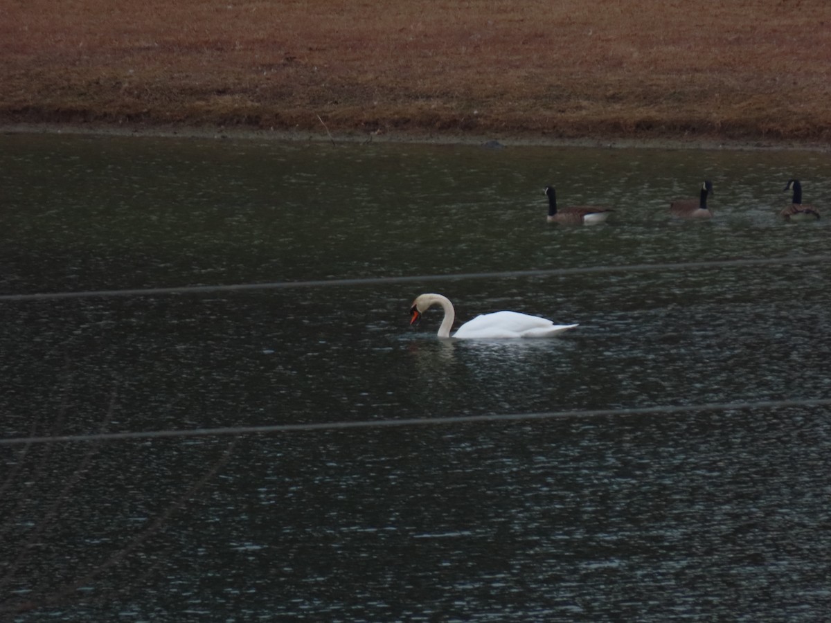 Mute Swan - ML647711343