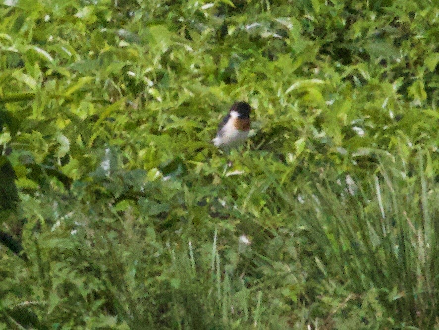 African Stonechat - ML647711380
