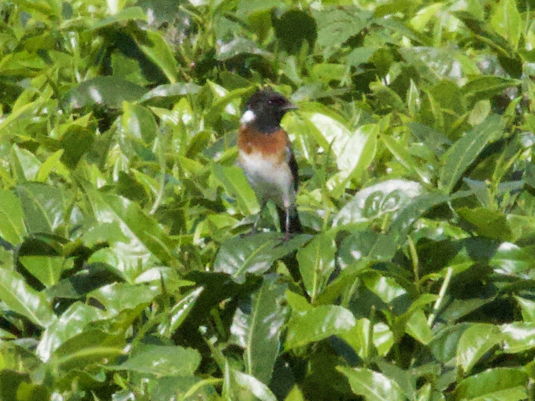 African Stonechat - ML647711396