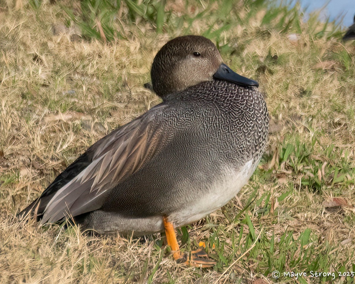 Boz Ördek - ML647711407