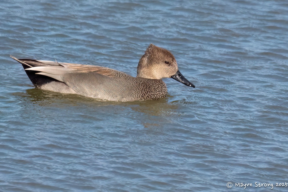 Boz Ördek - ML647711408