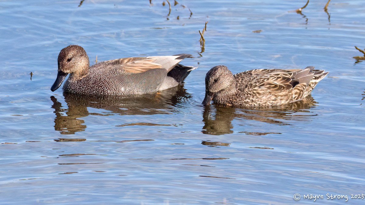 Boz Ördek - ML647711409