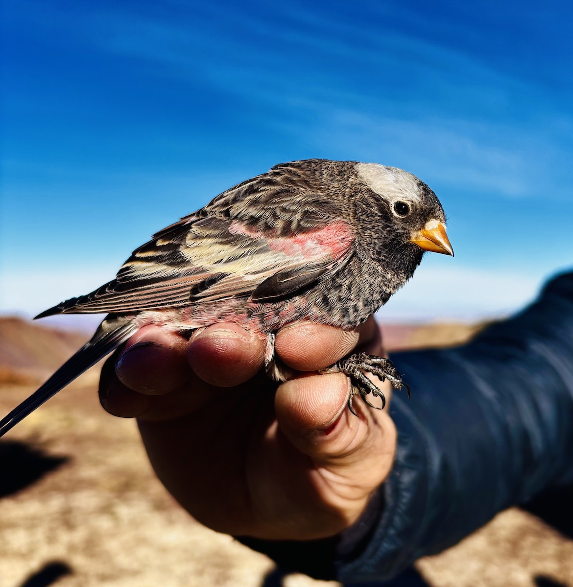 Black Rosy-Finch - ML647711414