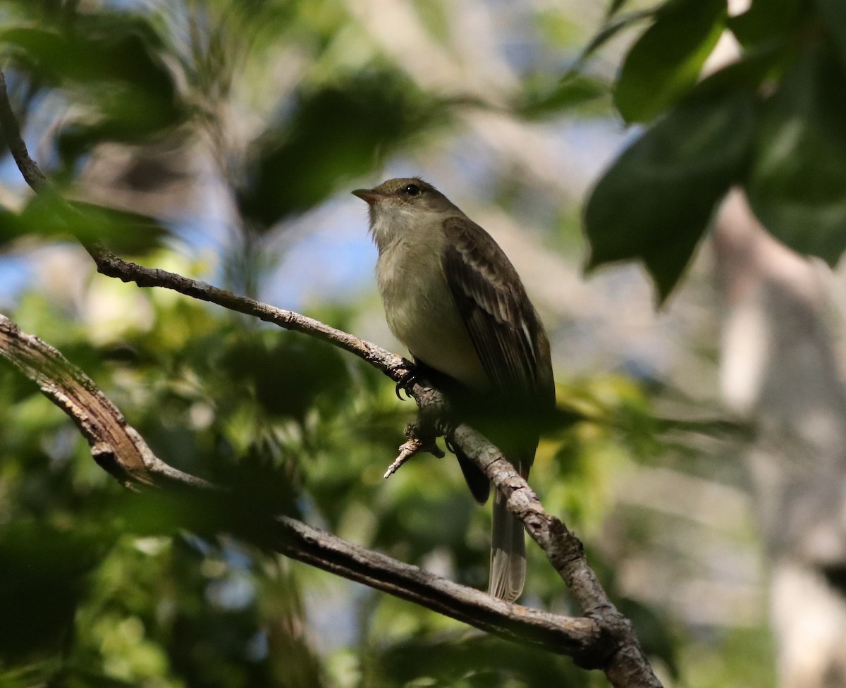 Caribbean Elaenia - ML647711451