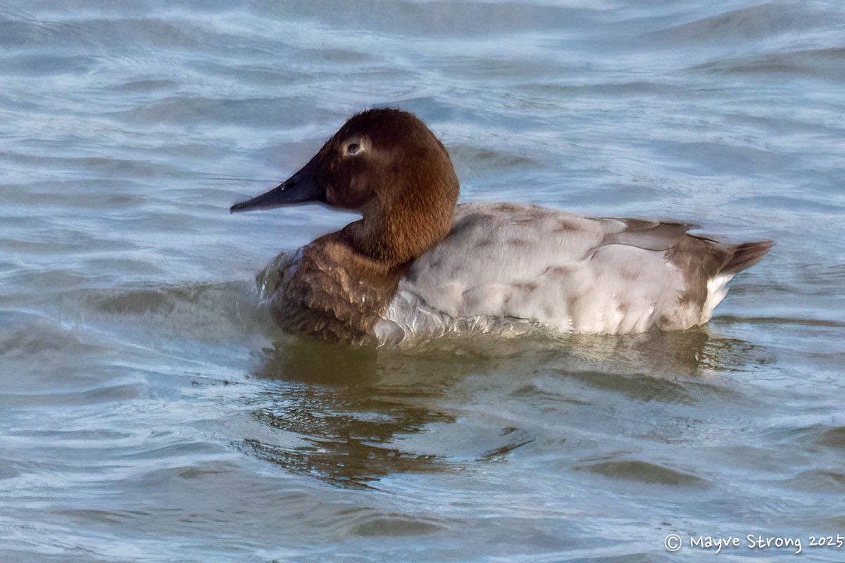 Fuligule à dos blanc - ML647711456