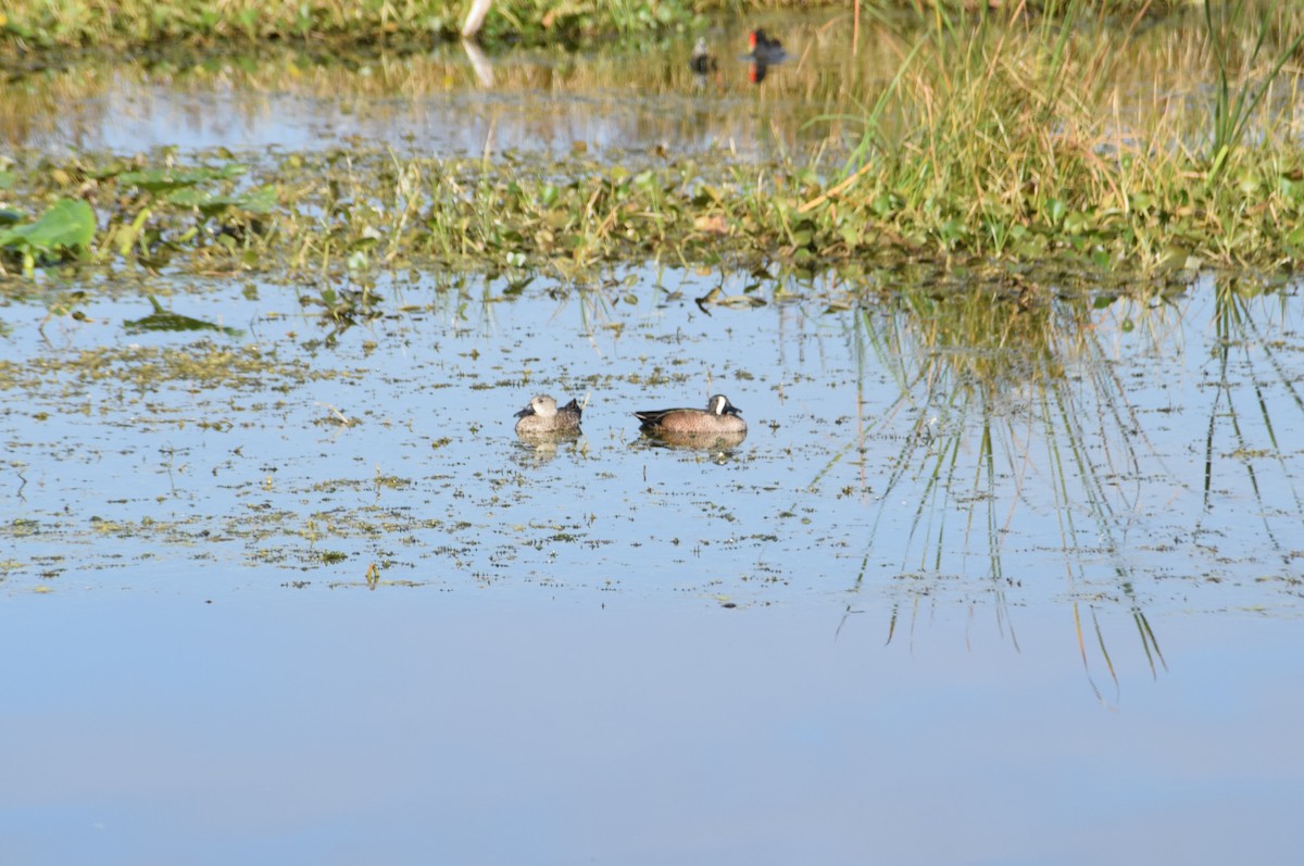 čírka modrokřídlá - ML647711465