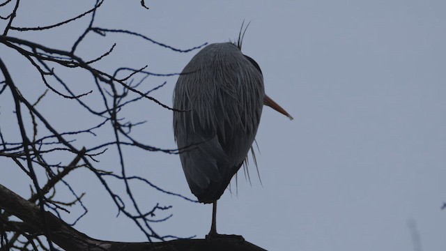 Garza Real - ML647711478