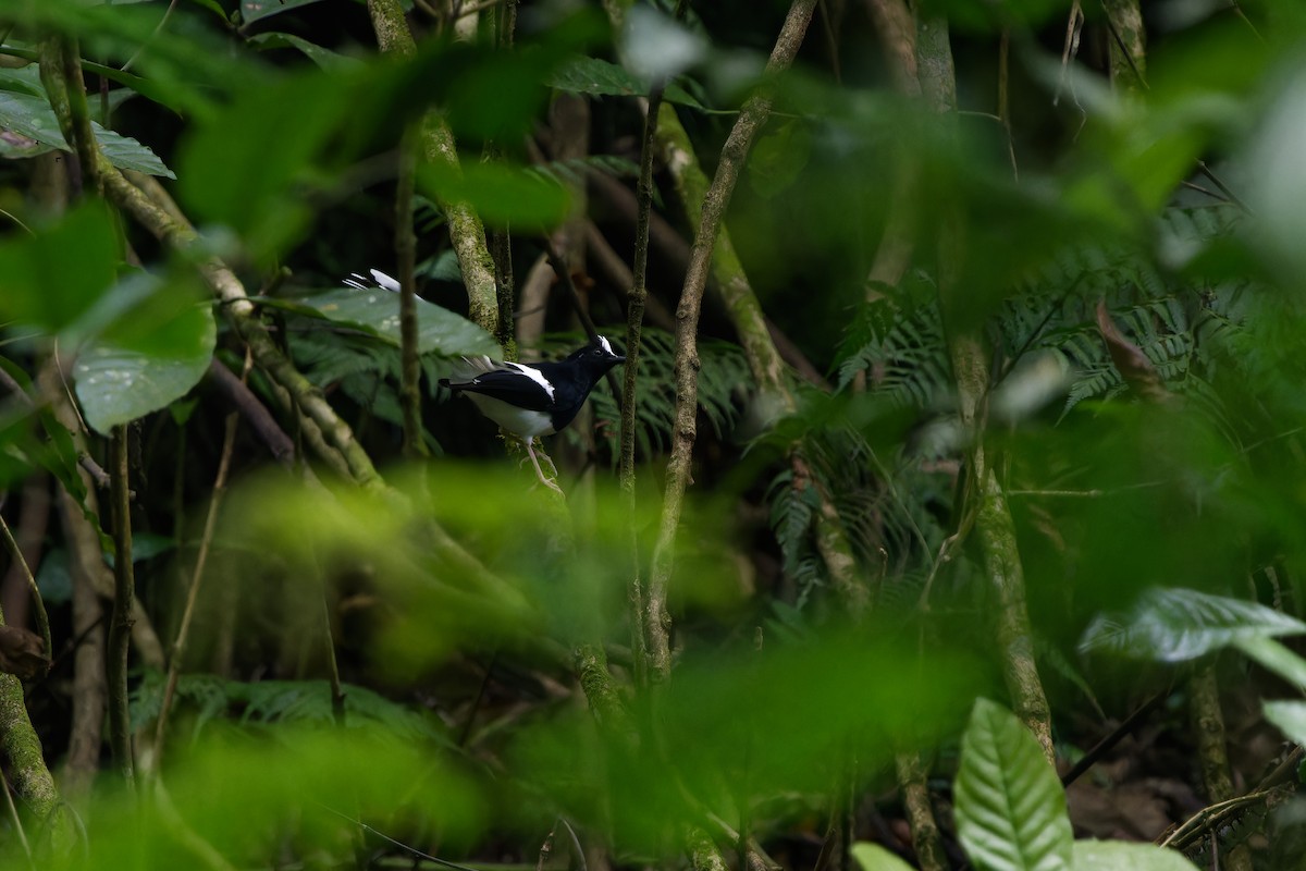 White-crowned Forktail - ML647711485