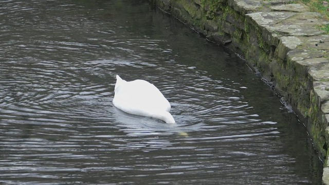 Cisne Vulgar - ML647711487