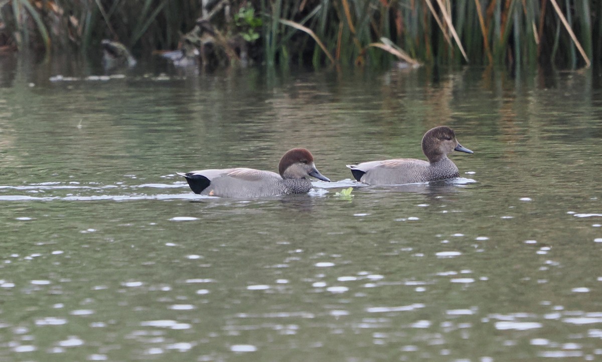 Boz Ördek - ML647711542