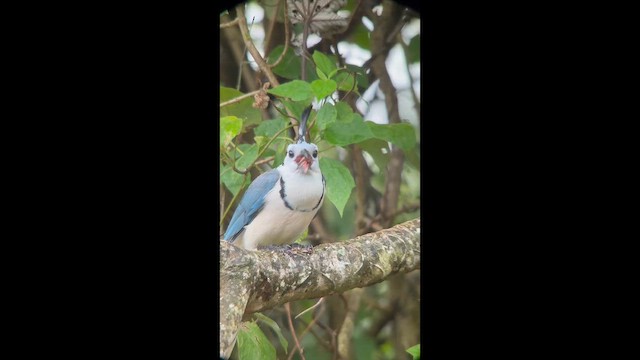 Urraca Hermosa Cariblanca - ML647711580