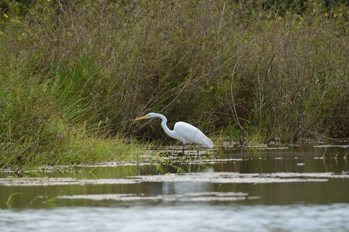 Great Egret - ML647711587