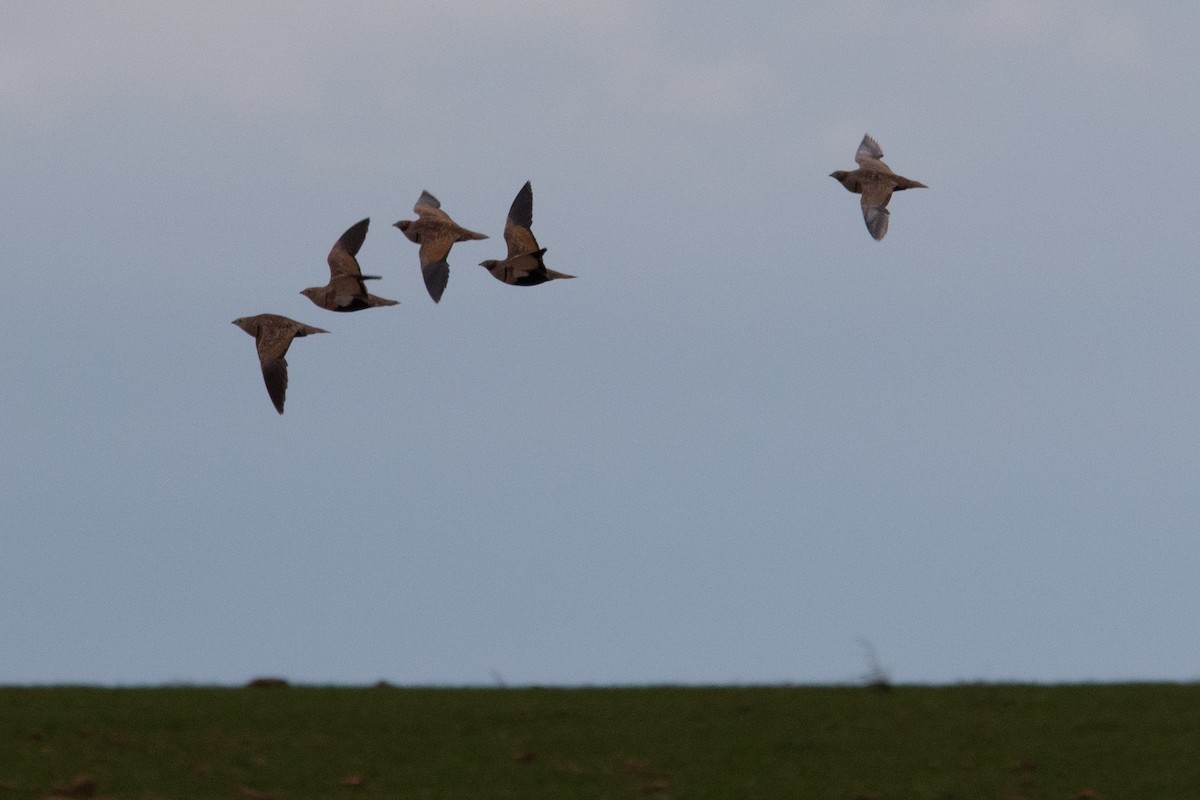 Black-bellied Sandgrouse - ML647711590