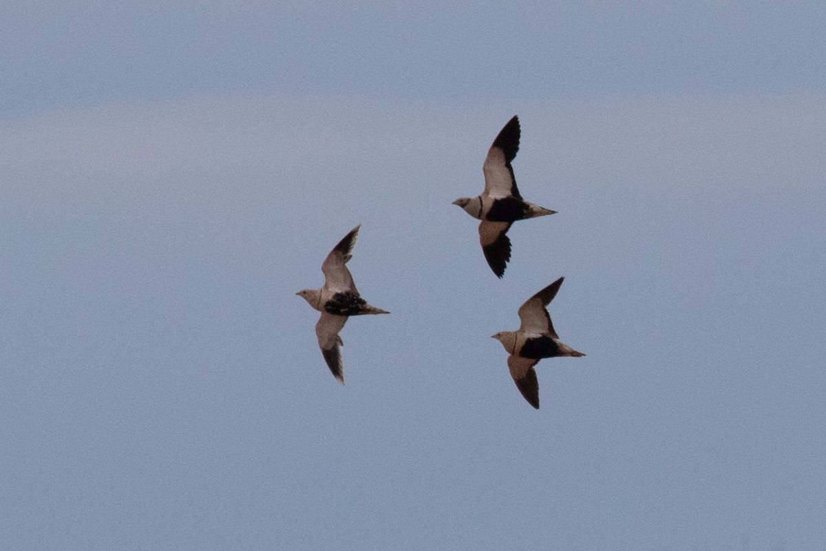 Black-bellied Sandgrouse - ML647711591