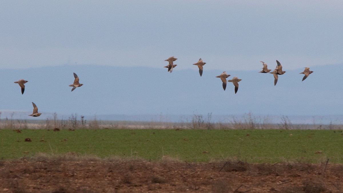 Black-bellied Sandgrouse - ML647711592