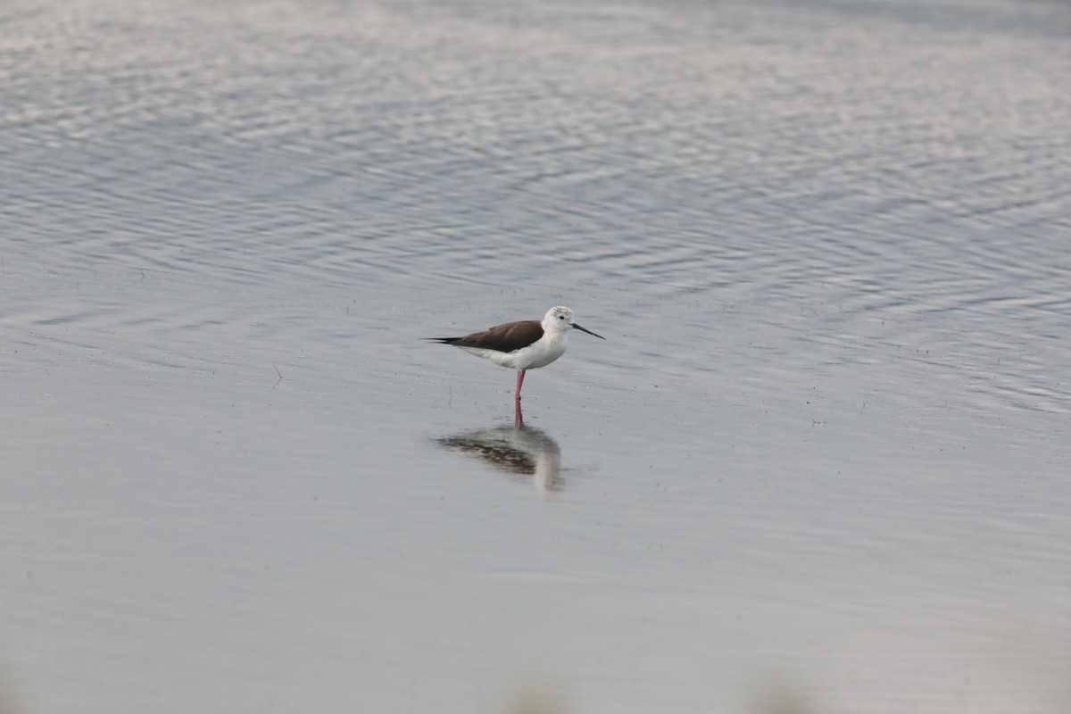 高蹺鴴 - ML647711606