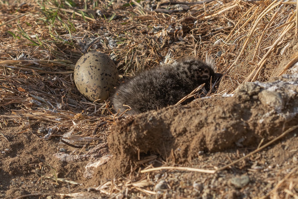 Dolphin Gull - ML647711636