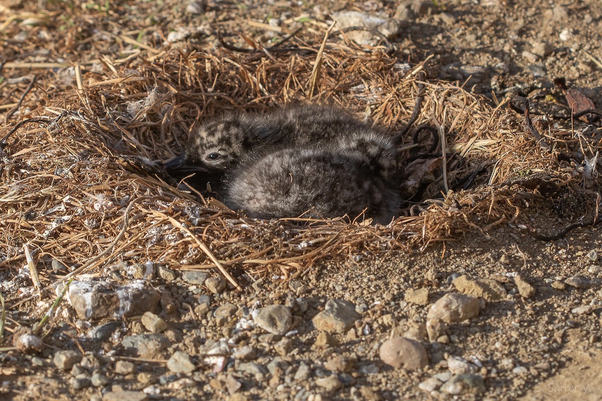 Dolphin Gull - ML647711637